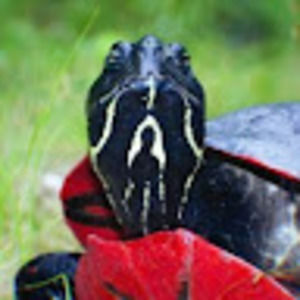 Meet your Posher, Jordan